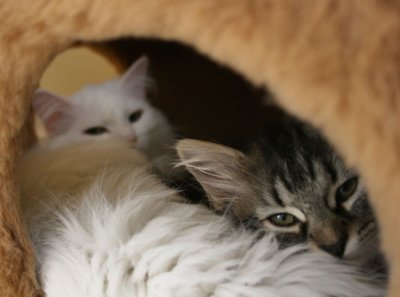 Tjorven resting with Mom.jpg
