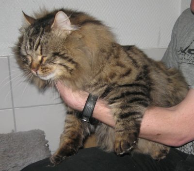 feliks5.jpg