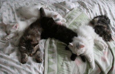 Where else to sleep if not on the bed?!