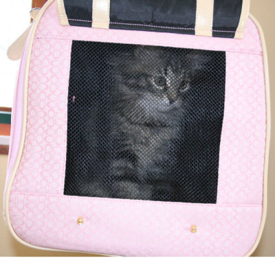 Tjorven going to her new home in a new PINK bag!