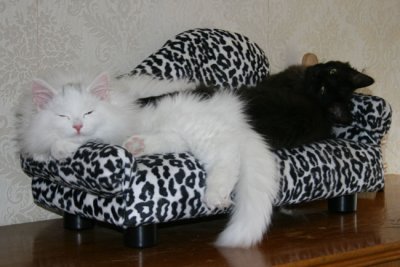 Jowan & Chernak