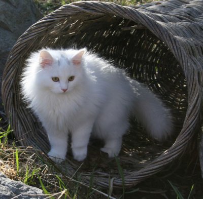 s Jowan basket.jpg