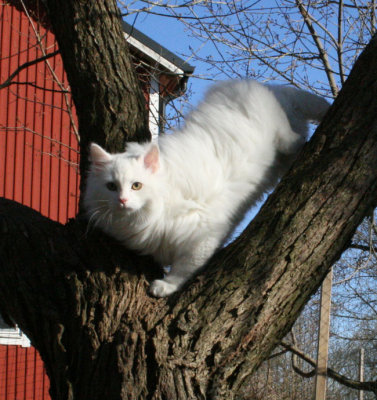Jowan up in a tree for the first time