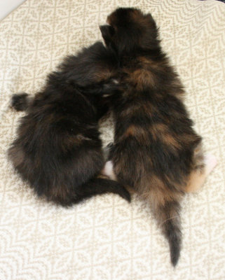 Kira & Kitra - both very dark torties