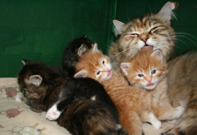 s kittens mom.jpg