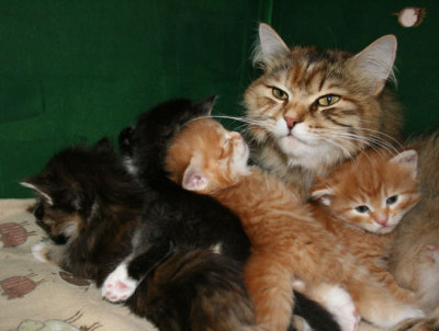 s mom kittens.jpg