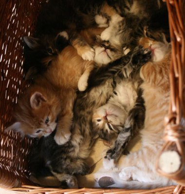 All kittens in a basket :-)
