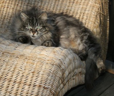 And she only moves after a bit of prodding - cursing it looks likes ;-)