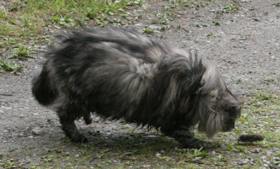 But the mouse did not move fast enough...