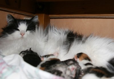 Zessna has decided that the best place for the kittens is under the bed.