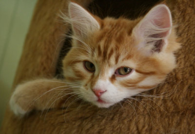 s Korsak close up.jpg
