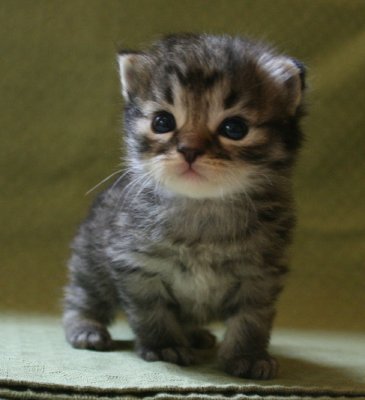 Kittens 3 weeks - here is Lukasz
