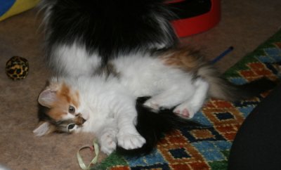 Lenora playing with Mom's tail