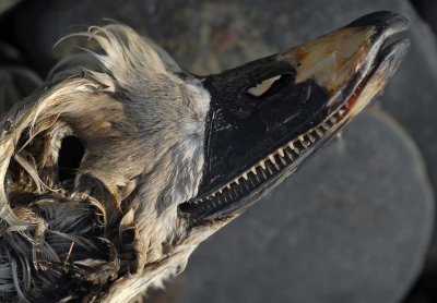 Long_tailed_duck