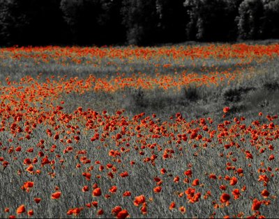 Poppies_vallmo.jpg