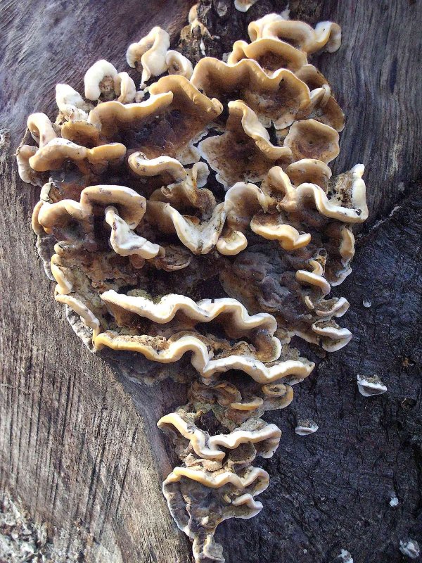 Honey fungus