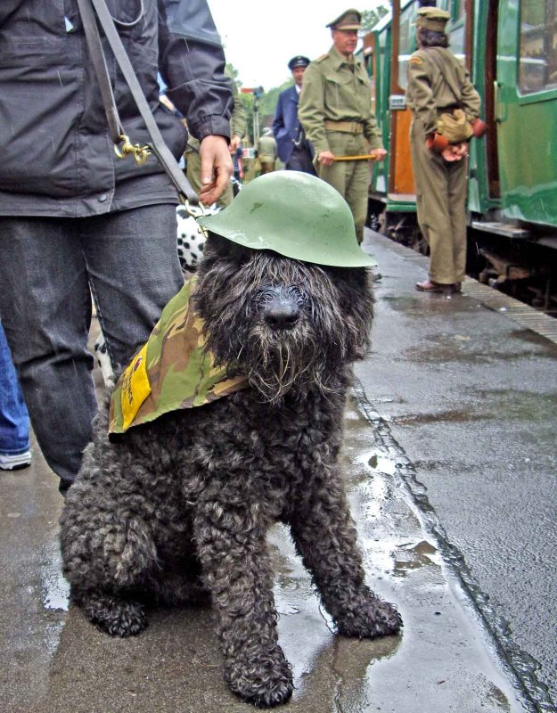 The Watercress Line