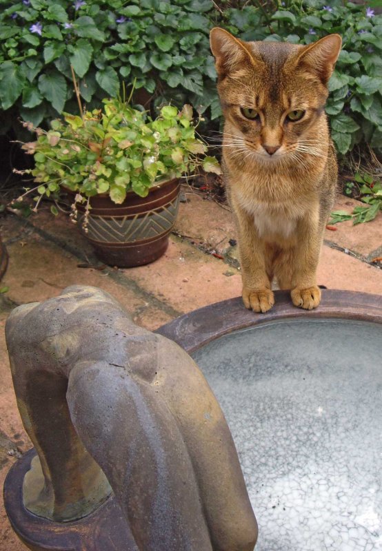Contemplating pussy