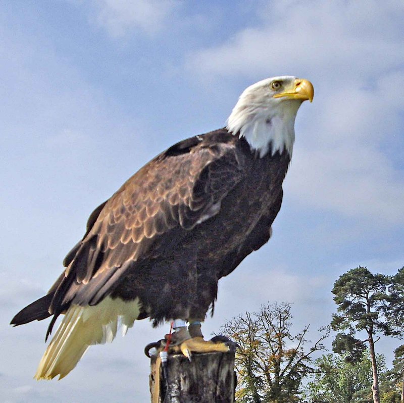 Bald(white)headed eagle