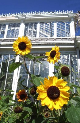 Sunflowers at Kew