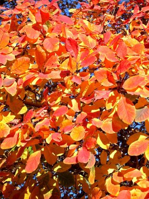 Autumn gold at Kew