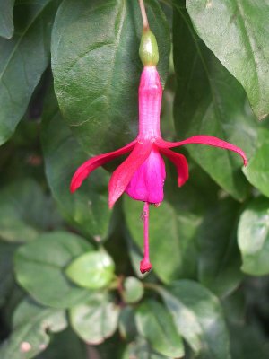 Fuschia