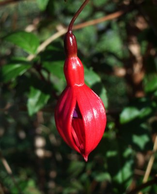 Still flowers in November