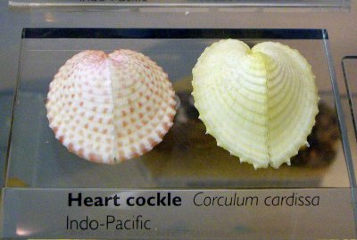 Heart cockle