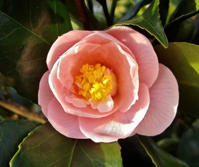 Camellia UK in feb