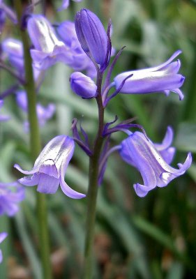 Blue bell shaped flowers
