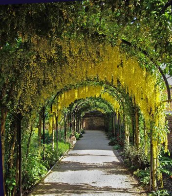 Laburnam Walk Kew Palace