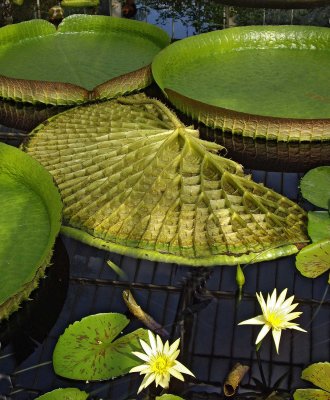 Large waterlily