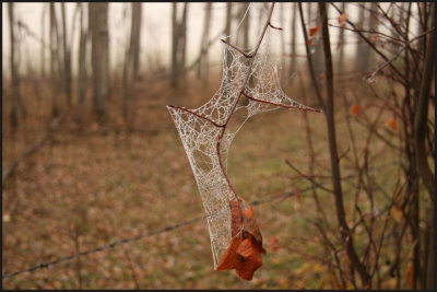 ICE WEB 3