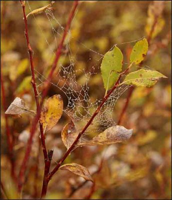 ICE WEB 5