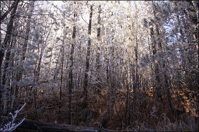 frost in the trees 1