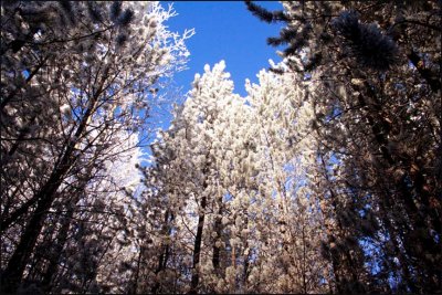 frost in the trees 2