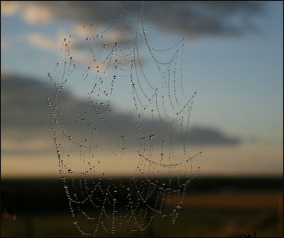 spider web 1