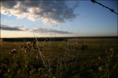 spider web 4