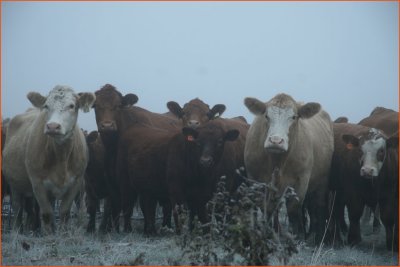 cows in the mist