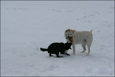 tug o war