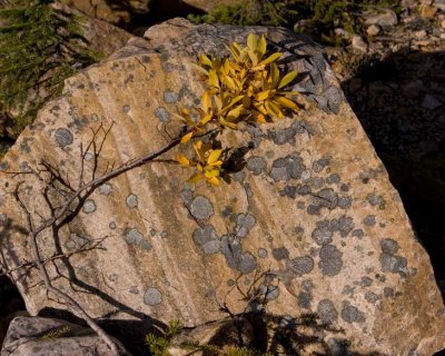 PATH OF THE GLACIER TRAIL #2