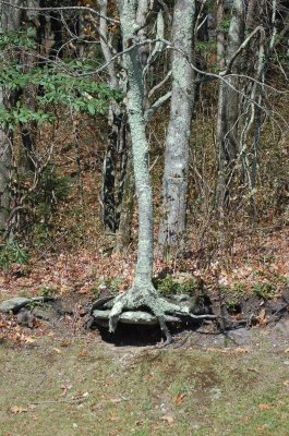 Unusual tree roots