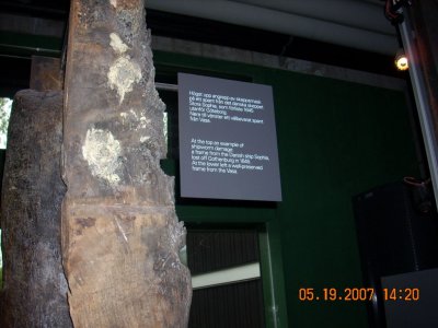 Example of Ship Worm damage