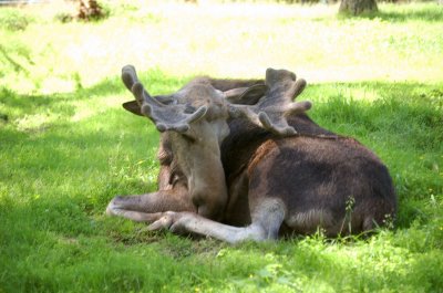 Djurpark -HR, Sweden~Nordic Animals