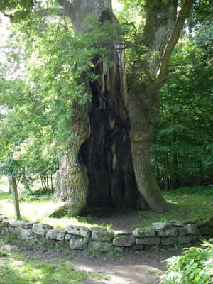 1000 yr old Oak