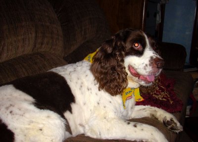 Coco Chillin' on the couch