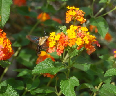 hummingbird  moth