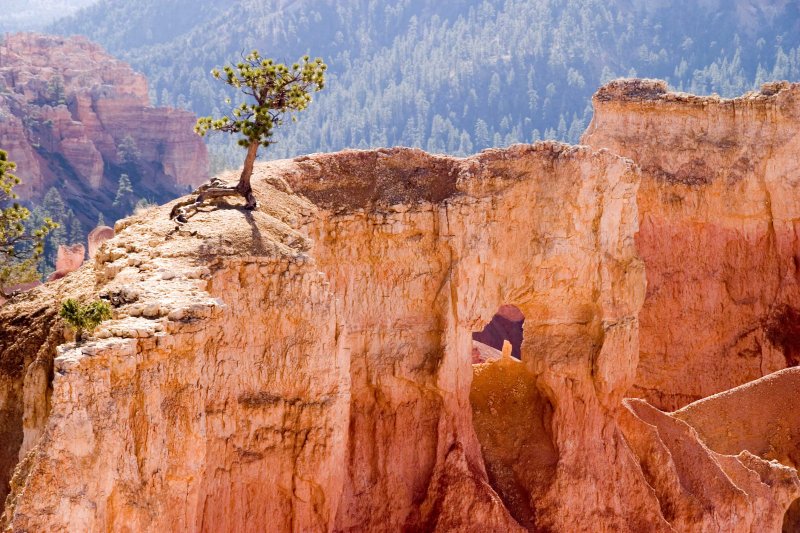 Lonely tree