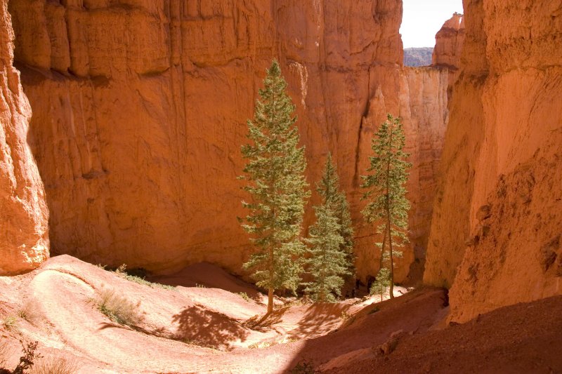 Down in the Canyon