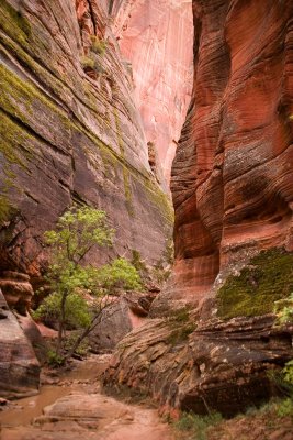 Zion NP Utah